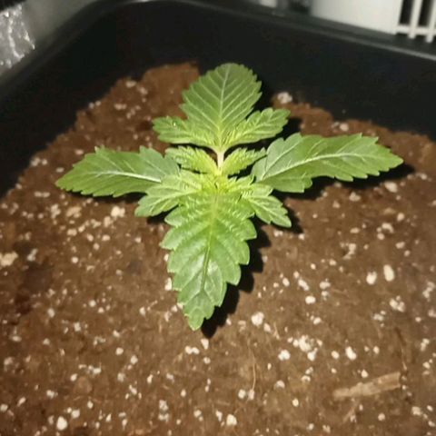 Wedding Cake growlog timeline photo