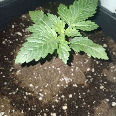 Wedding Cake growlog timeline photo