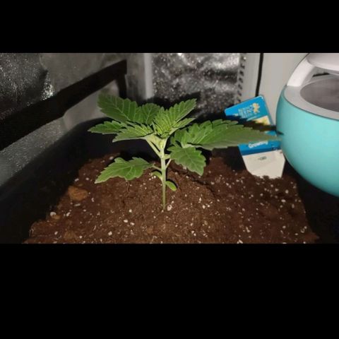 Wedding Cake growlog timeline photo