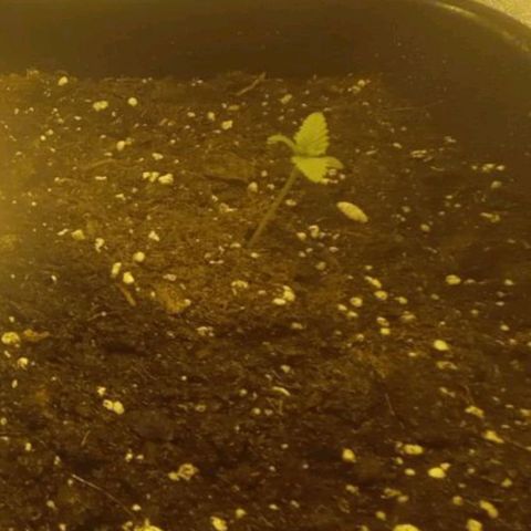 Wedding Cake growlog timeline photo
