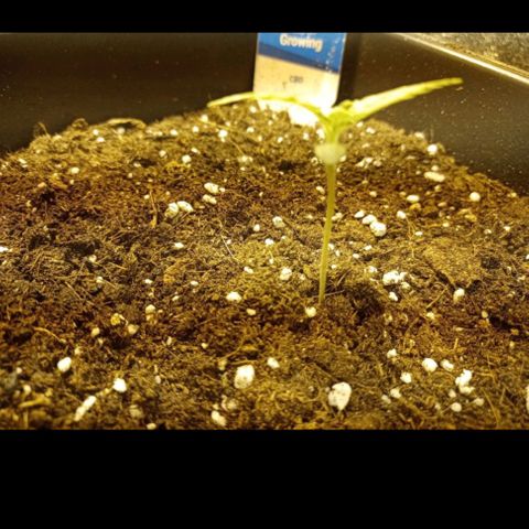 Wedding Cake growlog timeline photo
