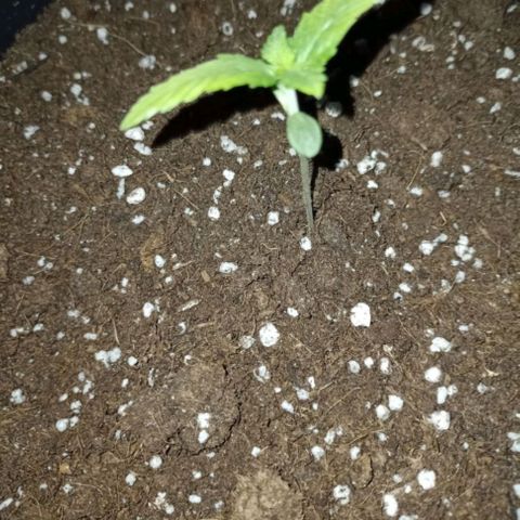 Wedding Cake growlog timeline photo