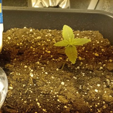 Wedding Cake growlog timeline photo