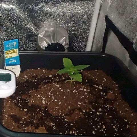 Wedding Cake growlog timeline photo