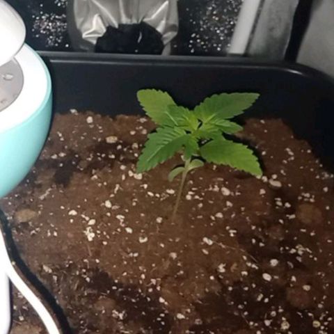 Wedding Cake growlog timeline photo