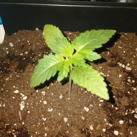 Wedding Cake growlog timeline photo