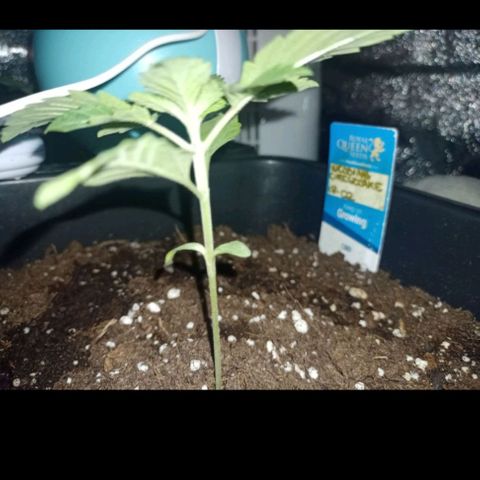 Wedding Cake growlog timeline photo