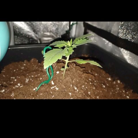 Wedding Cake growlog timeline photo