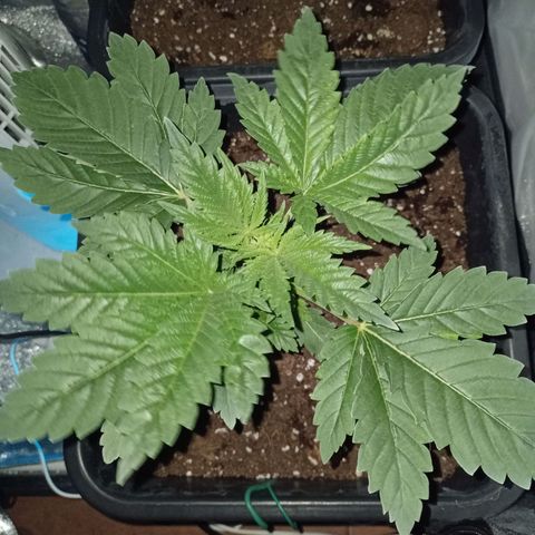 Wedding Cake growlog timeline photo