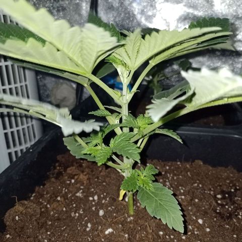 Wedding Cake growlog timeline photo