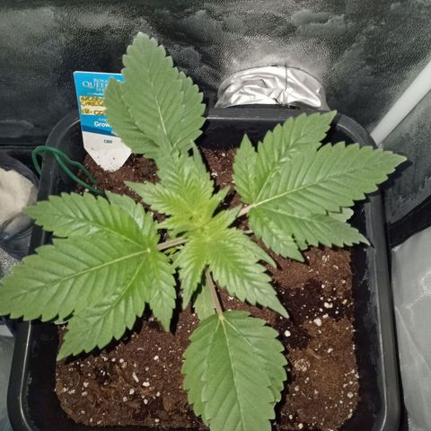 Wedding Cake growlog timeline photo