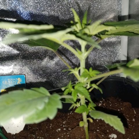 Wedding Cake growlog timeline photo