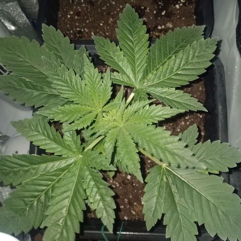 Wedding Cake growlog timeline photo