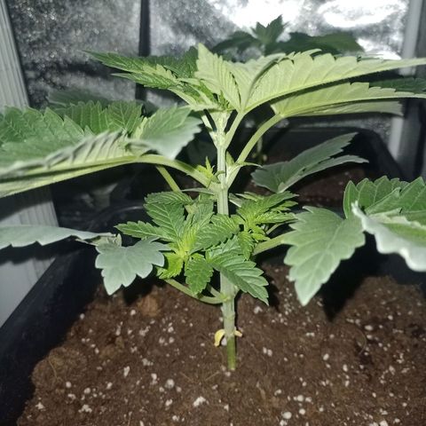 Wedding Cake growlog timeline photo
