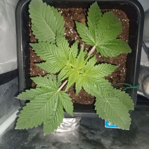 Wedding Cake growlog timeline photo