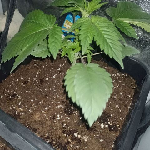 Wedding Cake growlog timeline photo