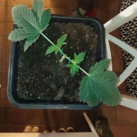 Wedding Cake growlog photo: Mainlining, topping 3 nodo, primo training 