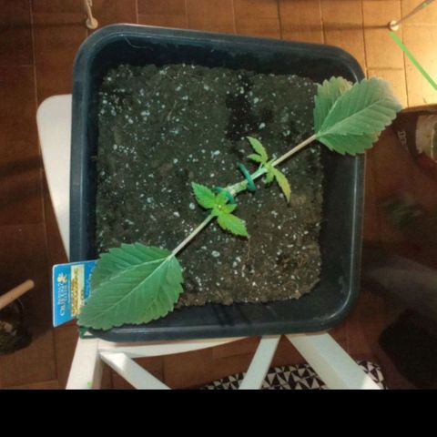 Wedding Cake growlog photo: Mainling, 3 nodo, 1 training 
