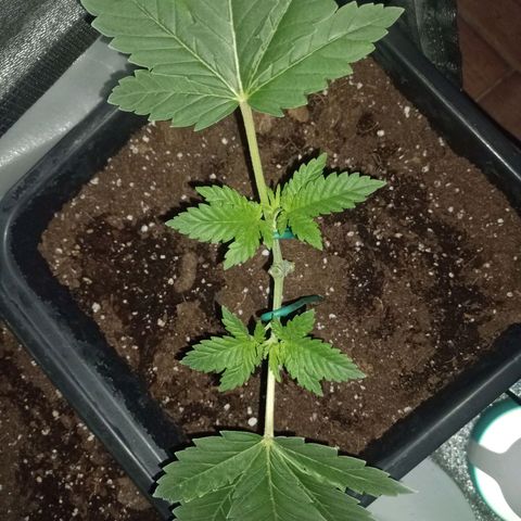Wedding Cake growlog timeline photo