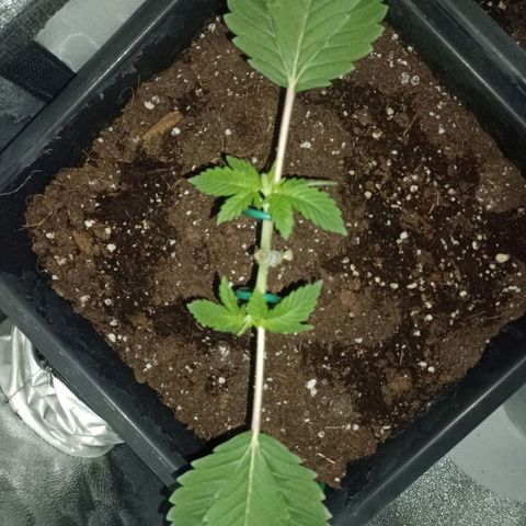 Wedding Cake growlog timeline photo