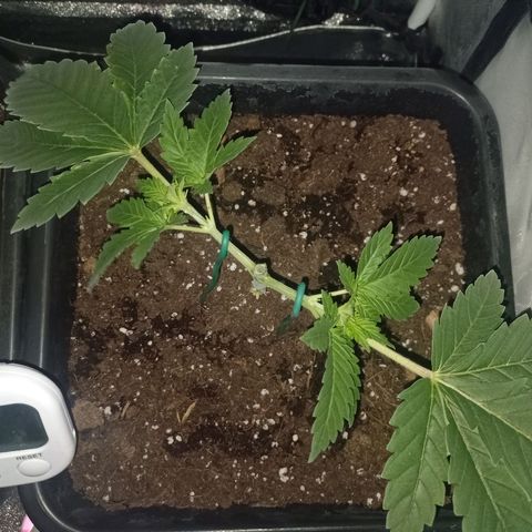 Wedding Cake growlog timeline photo