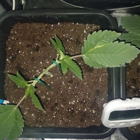 Wedding Cake growlog timeline photo