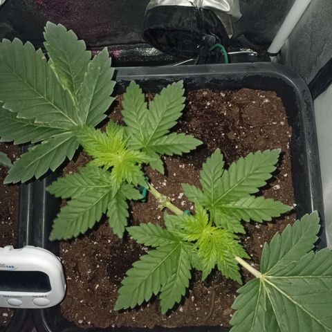Wedding Cake growlog timeline photo