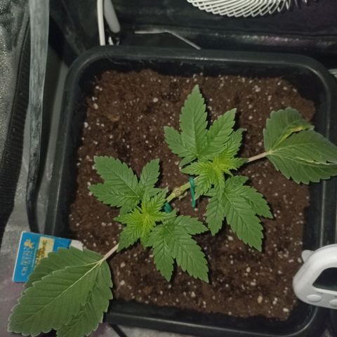 Wedding Cake growlog timeline photo