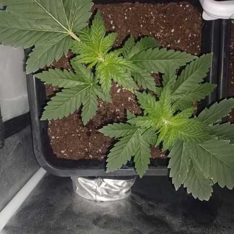 Wedding Cake growlog timeline photo