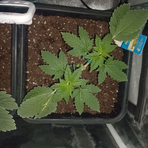 Wedding Cake growlog timeline photo