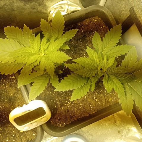 Wedding Cake growlog timeline photo
