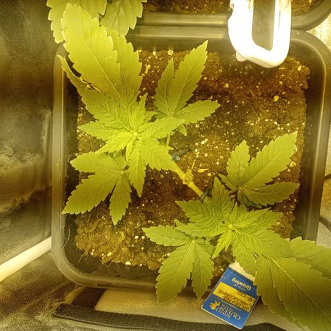 Wedding Cake growlog timeline photo