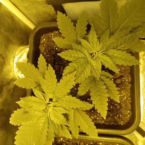 Wedding Cake growlog timeline photo