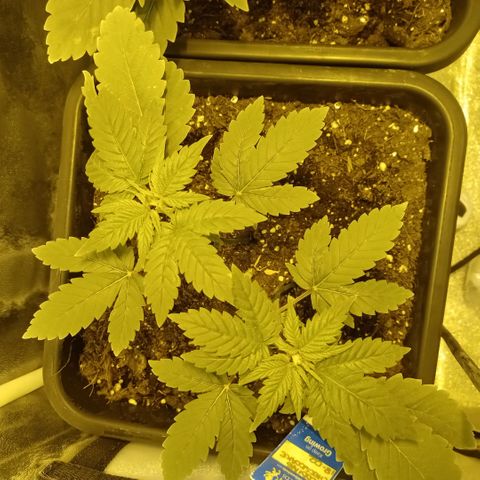 Wedding Cake growlog timeline photo