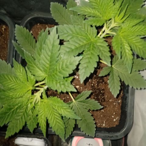 Wedding Cake growlog timeline photo