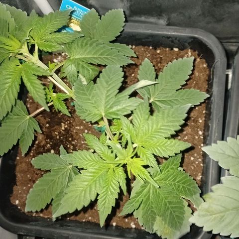Wedding Cake growlog timeline photo