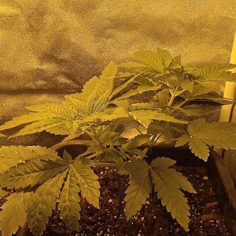 Wedding Cake growlog timeline photo