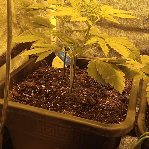 Wedding Cake growlog timeline photo