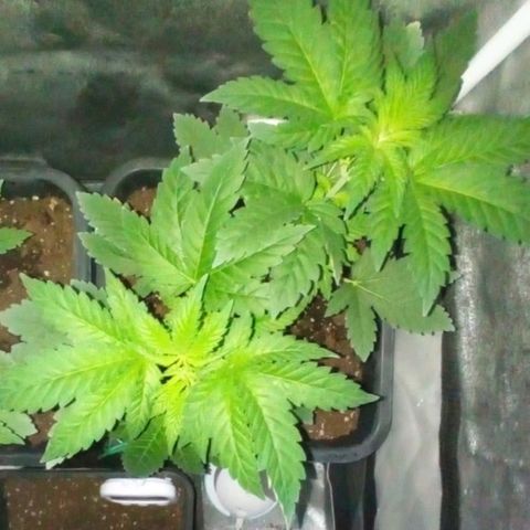 Wedding Cake growlog timeline photo