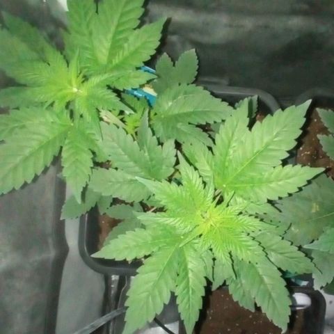 Wedding Cake growlog timeline photo