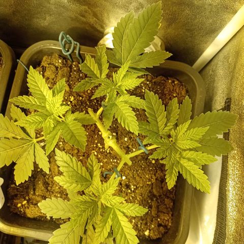 Wedding Cake growlog timeline photo