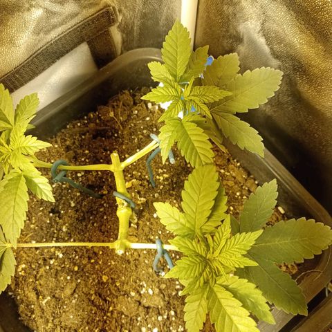 Wedding Cake growlog timeline photo