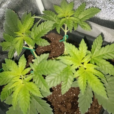 Wedding Cake growlog timeline photo