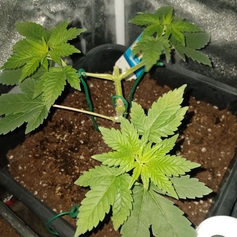 Wedding Cake growlog timeline photo