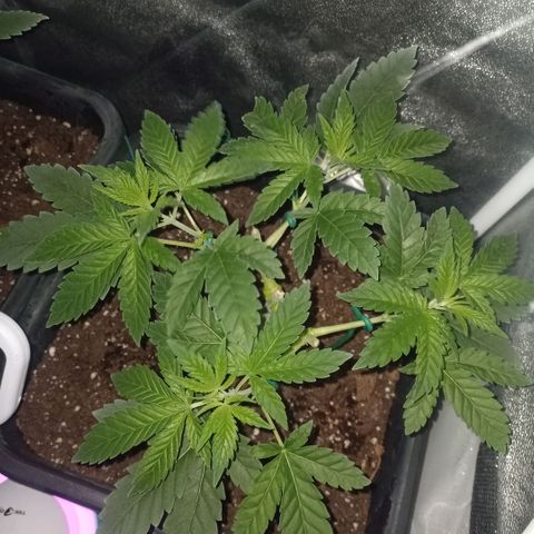 Wedding Cake growlog timeline photo