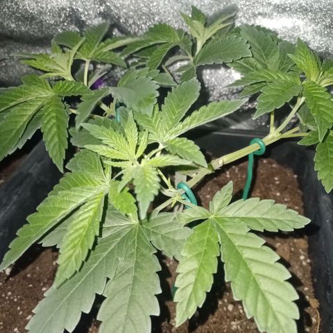 Wedding Cake growlog timeline photo