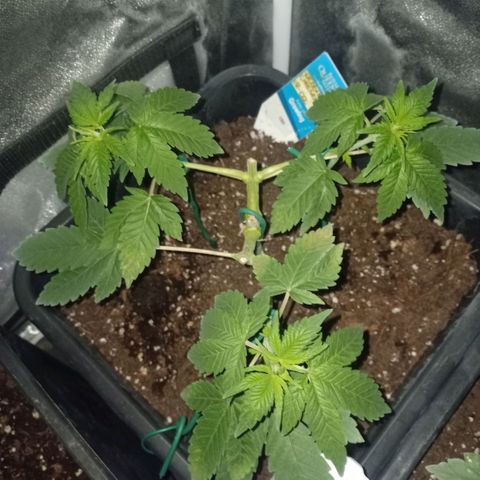 Wedding Cake growlog timeline photo