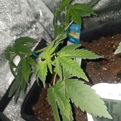 Wedding Cake growlog timeline photo