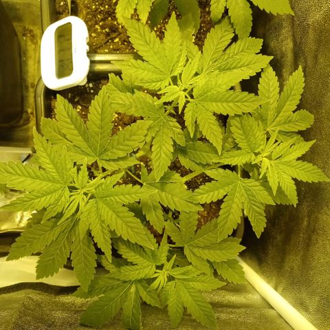 Wedding Cake growlog timeline photo