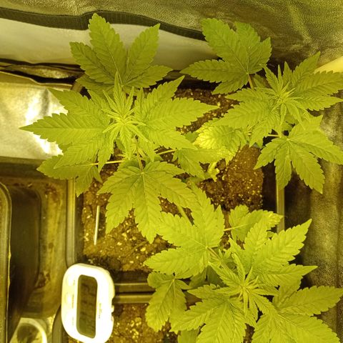 Wedding Cake growlog timeline photo